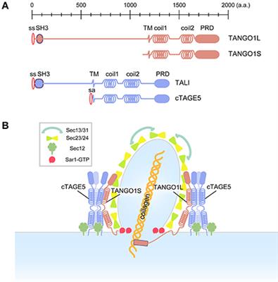 Regulation of the Sar1 GTPase Cycle Is Necessary for Large Cargo Secretion from the Endoplasmic Reticulum